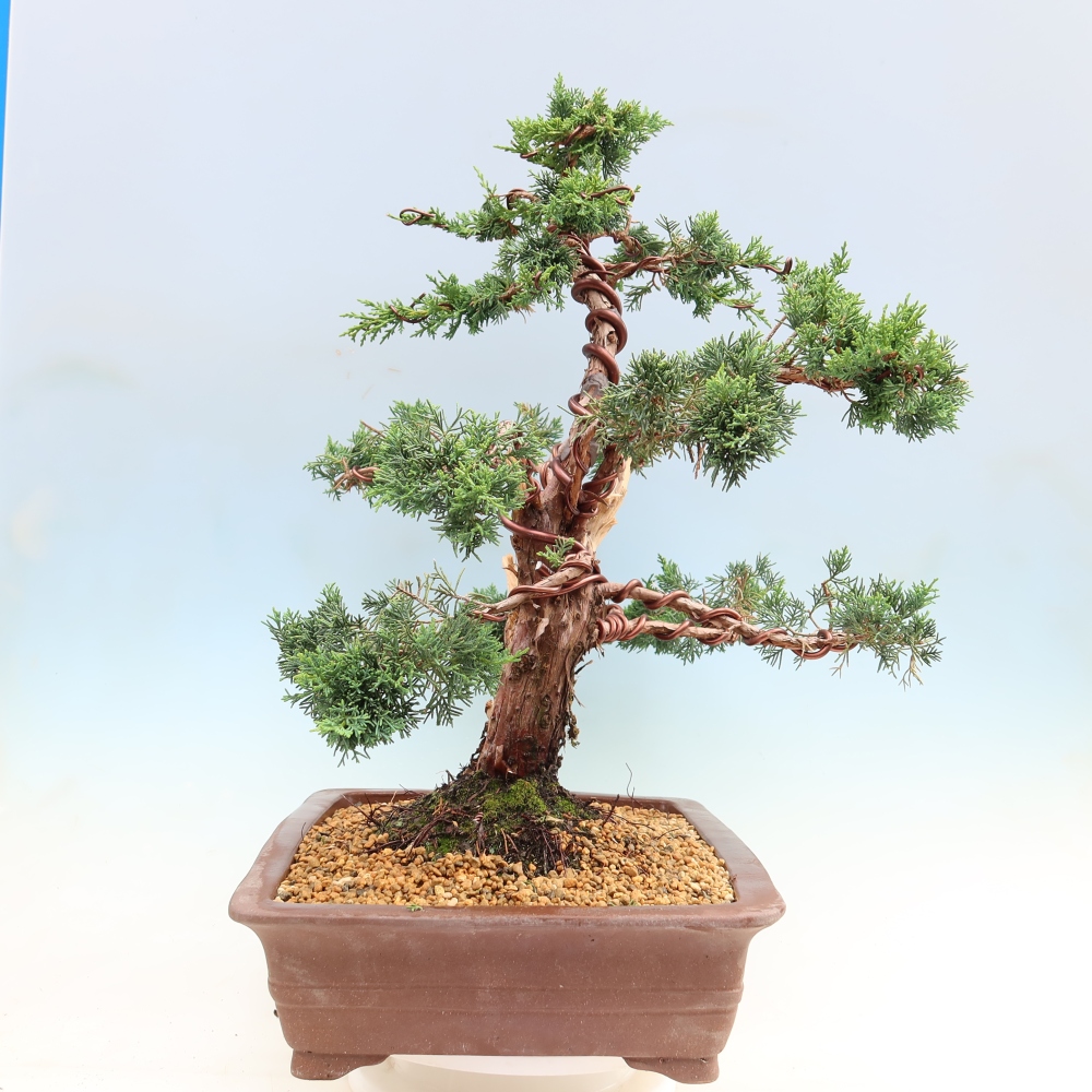 Kültéri bonsai - Juniperus chinensis Kishu