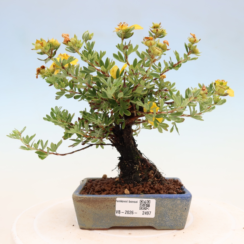Kültéri bonsai - Potentila fruticosa