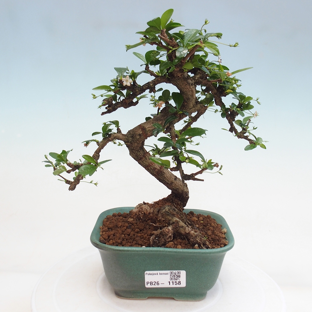 Szobai bonsai - Carmona macrophylla - Tea fuki