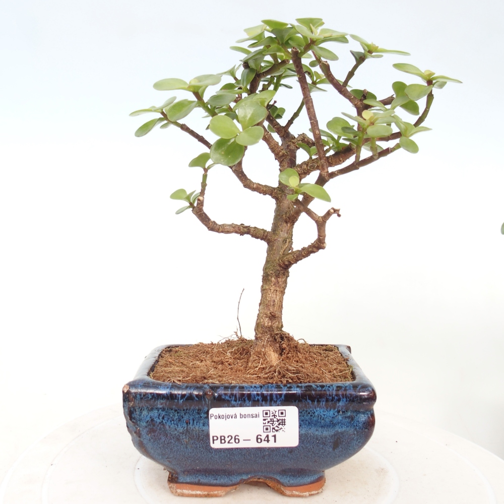 Szoba bonsai - Portulakaria Afra - Tlustice