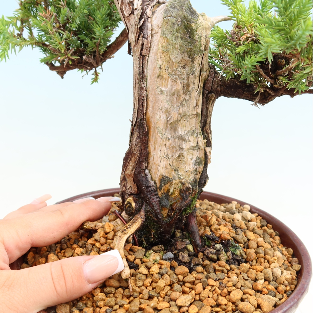 Kültéri bonsai – Juniperus squamata – Pikkelyes boróka