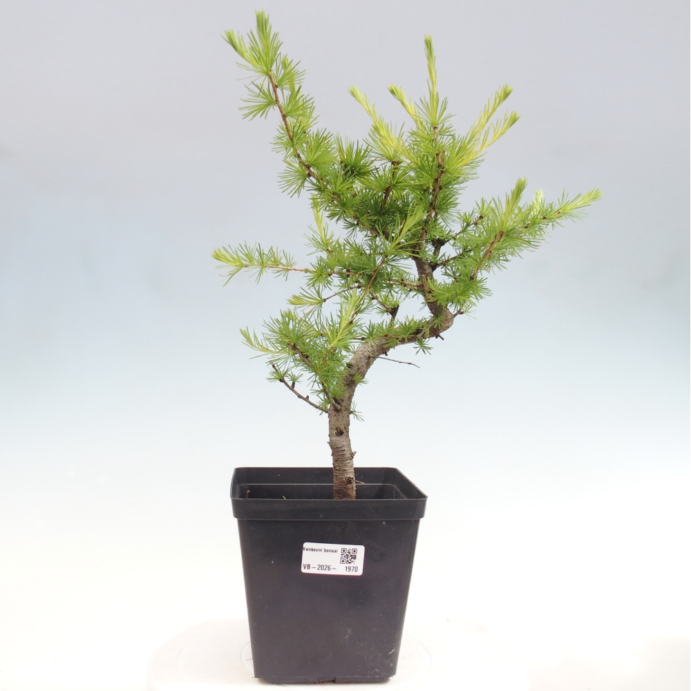 Kültéri bonsai - Larix decidua - vörösfenyő