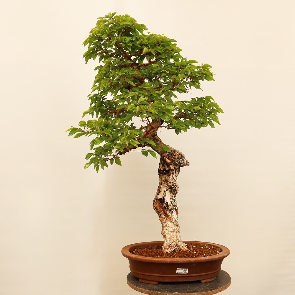 Kültéri bonsai -Carpinus Coreana - Koreai gyertyánfa