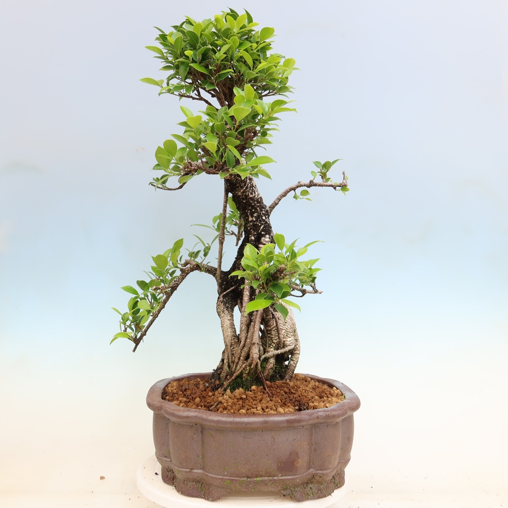 Szobai bonsai - Ficus kimmen - kislevelű fikusz