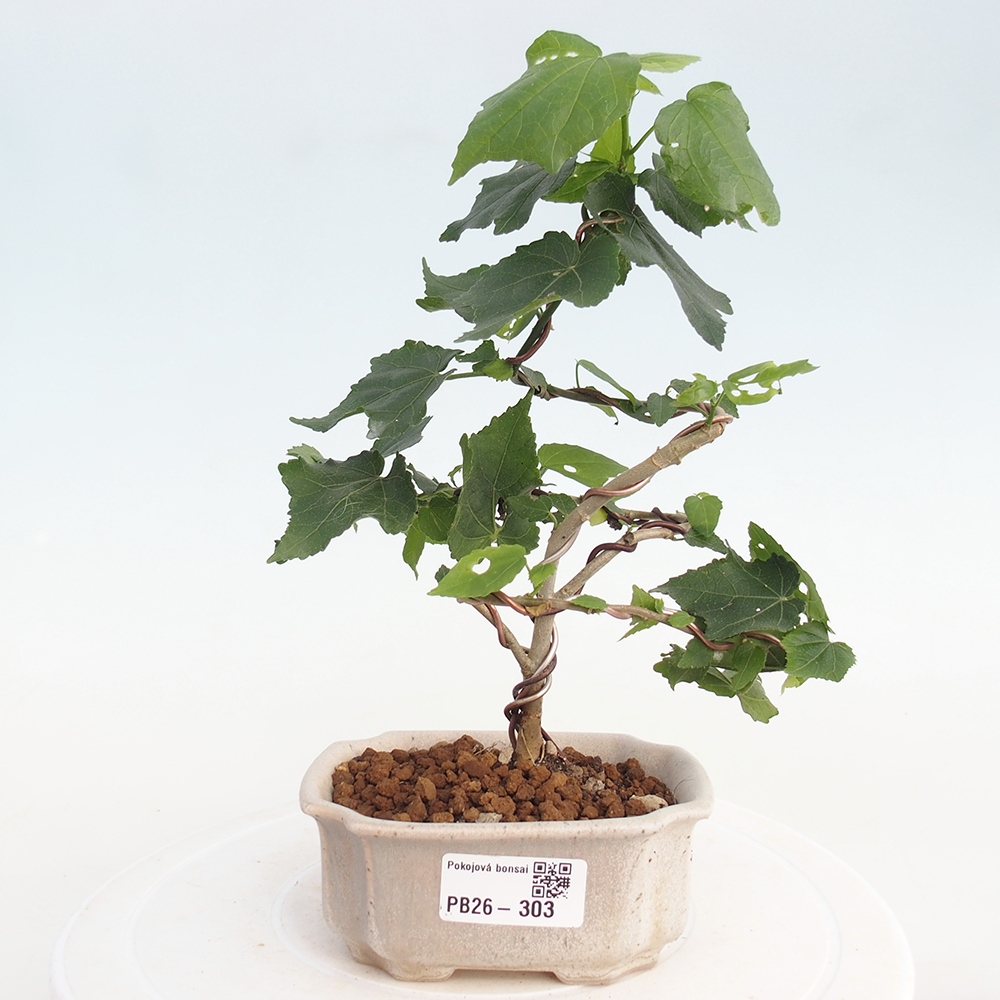 Beltéri bonsai - Malvaviscus arboreus