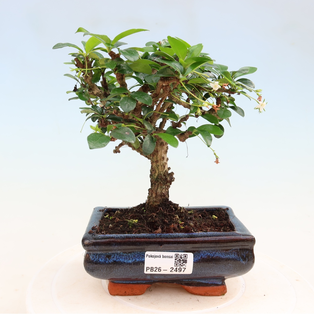 Szobai bonsai - Carmona macrophylla - Tea fuki