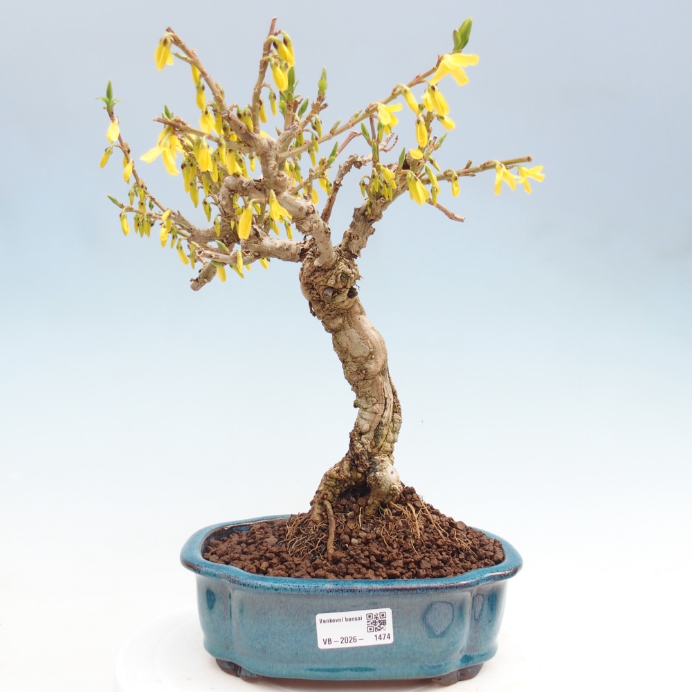 Kültéri bonsai - Zlatice - Forsythia koreana