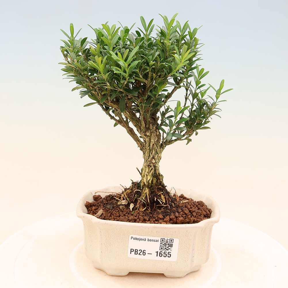 Szobai bonsai - Buxus harlandii - parafa buxus