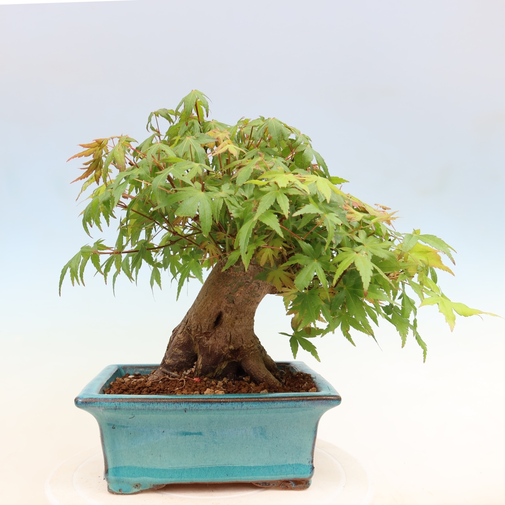 Kültéri bonsai - Juhar Burger - Acer Burgerianum
