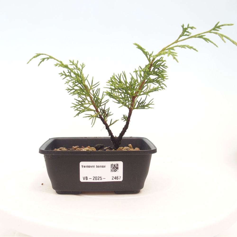 Kültéri bonsai - Juniperus chinensis Itoigawa