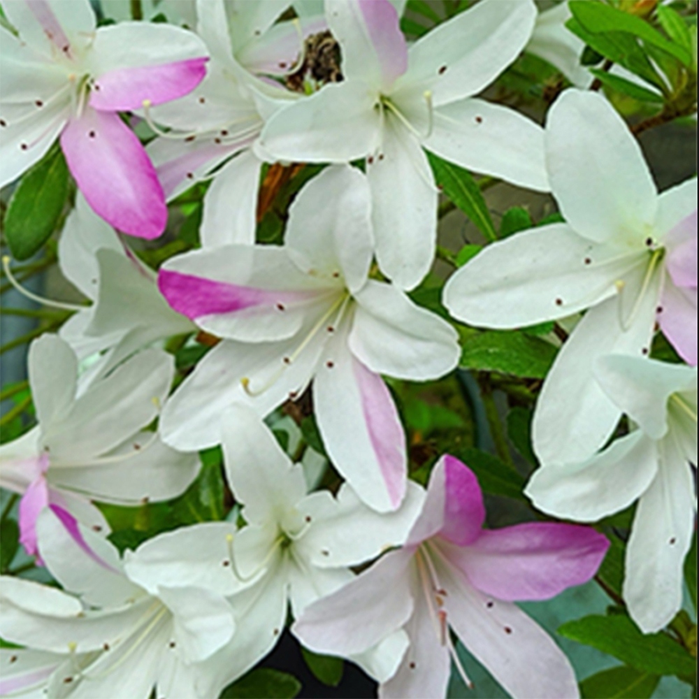 Kültéri bonsai - Japán azálea - Azalea Yukigesho