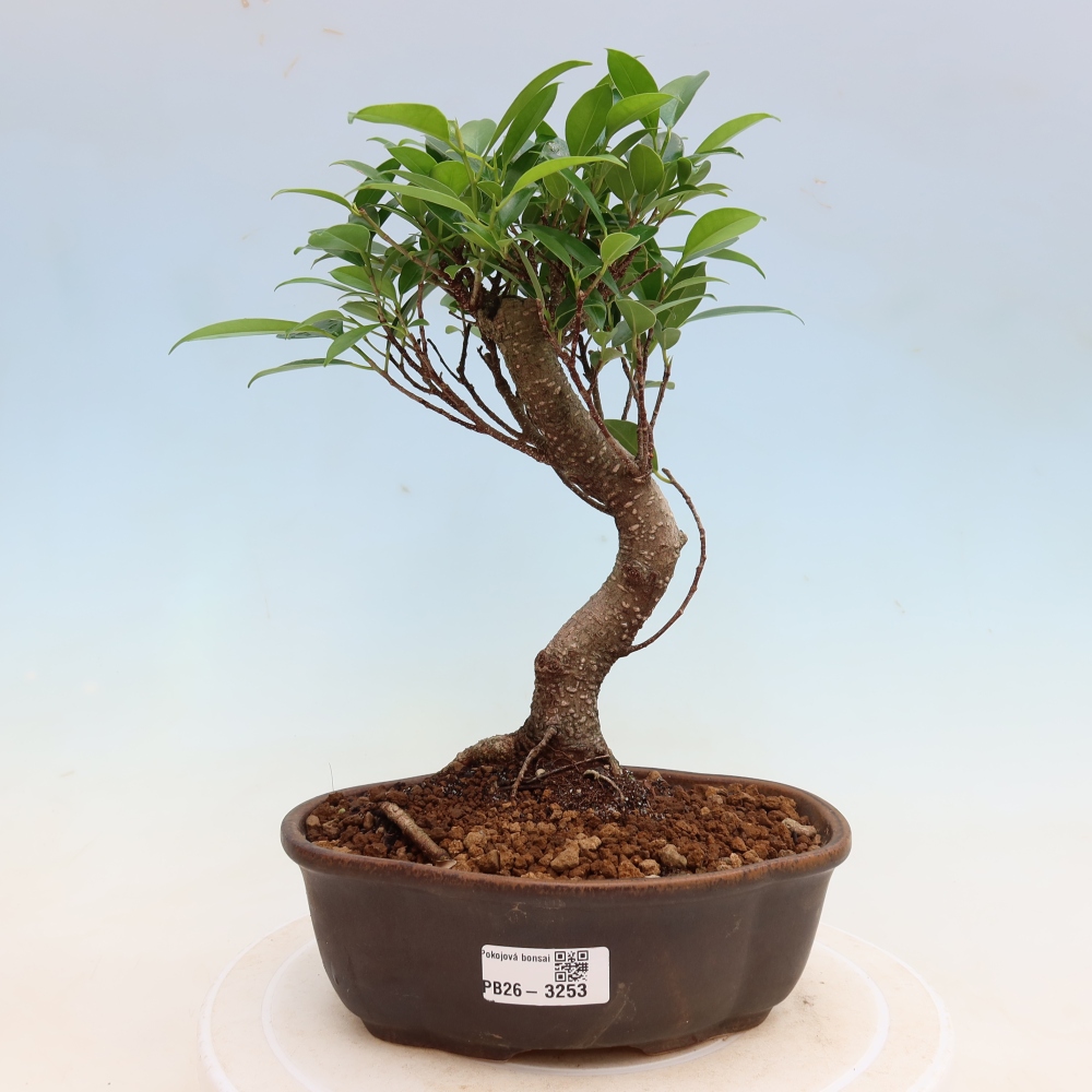 Szobai bonsai - Ficus kimmen - kislevelű fikusz