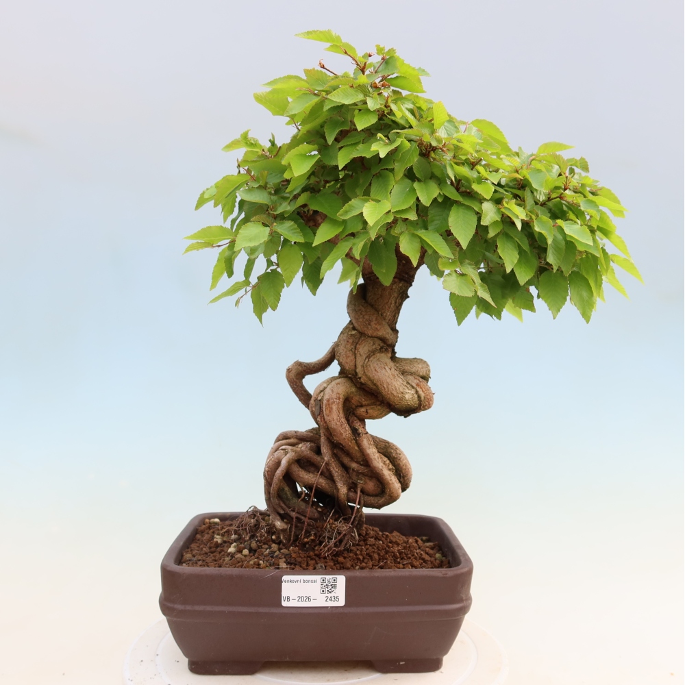 Kültéri bonsai -Carpinus Coreana - Koreai gyertyánfa