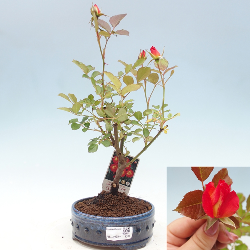 Kültéri bonsai - Rosa Kordes - rózsa