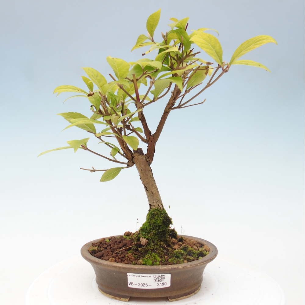 Kültéri bonsai - Callicarpa japonica