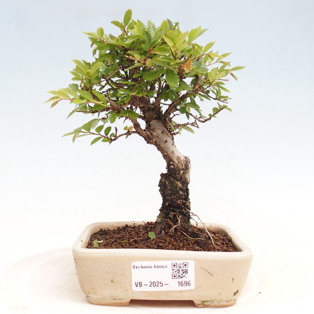Kültéri bonsai - Zelkova - Zelkova NIRE