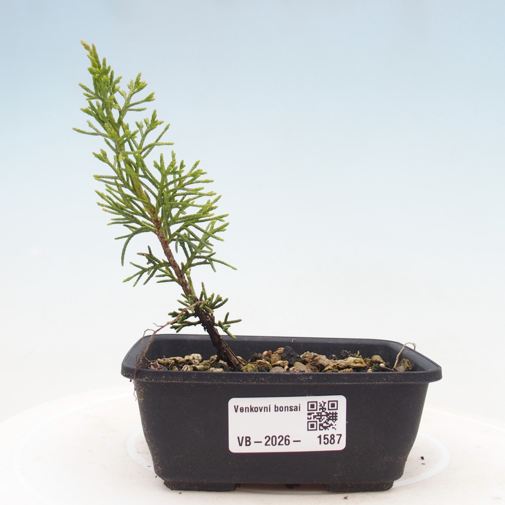 Kültéri bonsai - Juniperus chinensis Itoigawa
