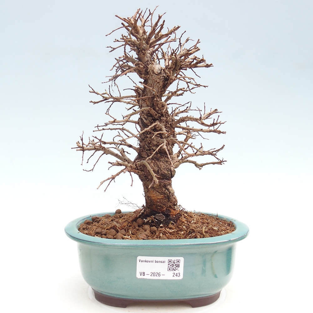 Kültéri bonsai - Zelkova - Zelkova NIRE
