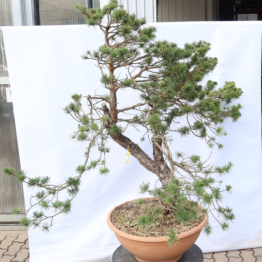 Pinus sylvestris Spanyolország – erdei fenyő