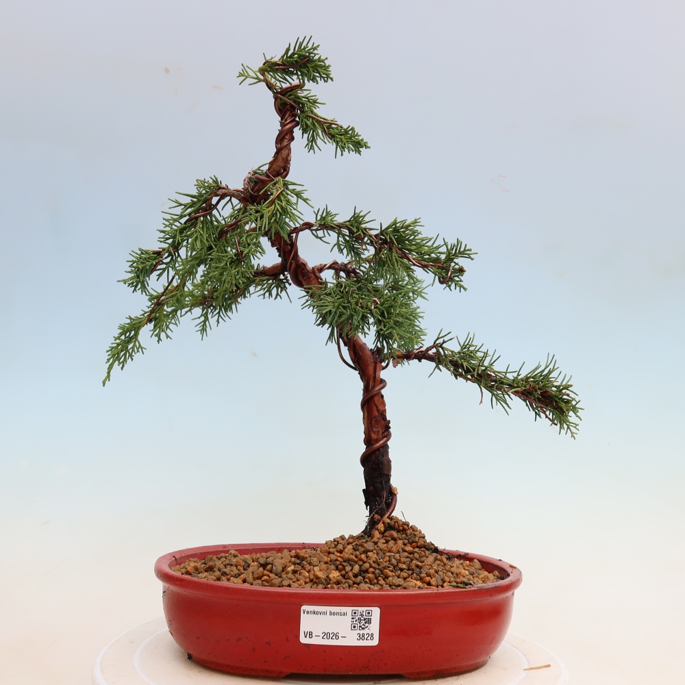 Kültéri bonsai - Juniperus chinensis Kishu
