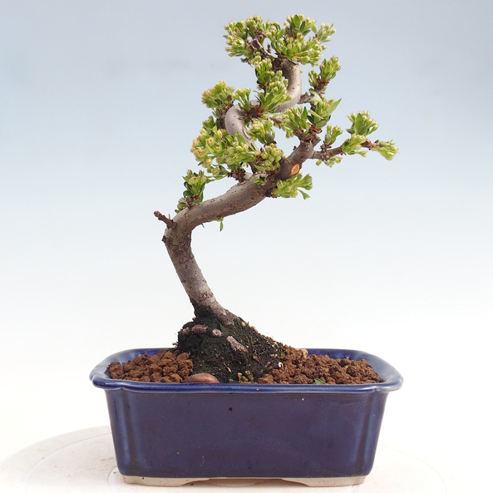 Kültéri bonsai - Malus sargentii - Kis gyümölcsű almafa