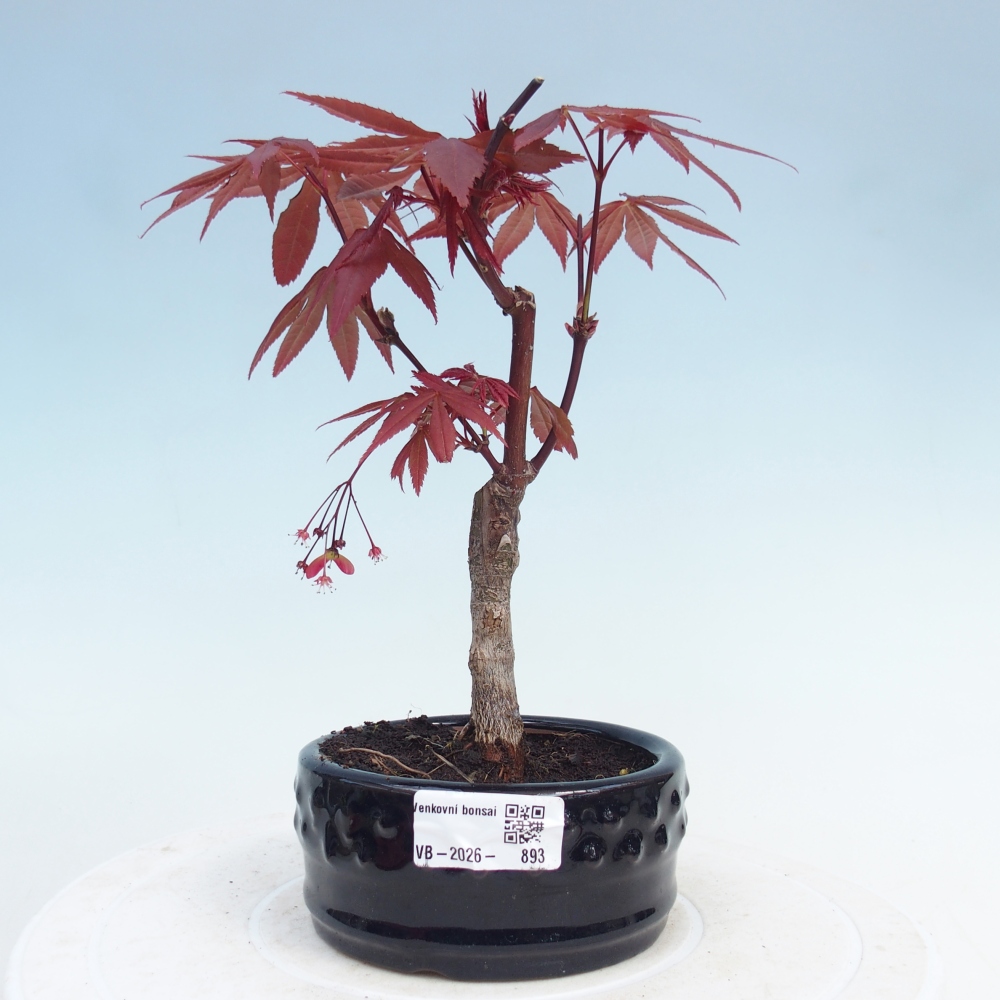 Kültéri bonsai - Acer pálma. Atropurpureum-Javor palmate
