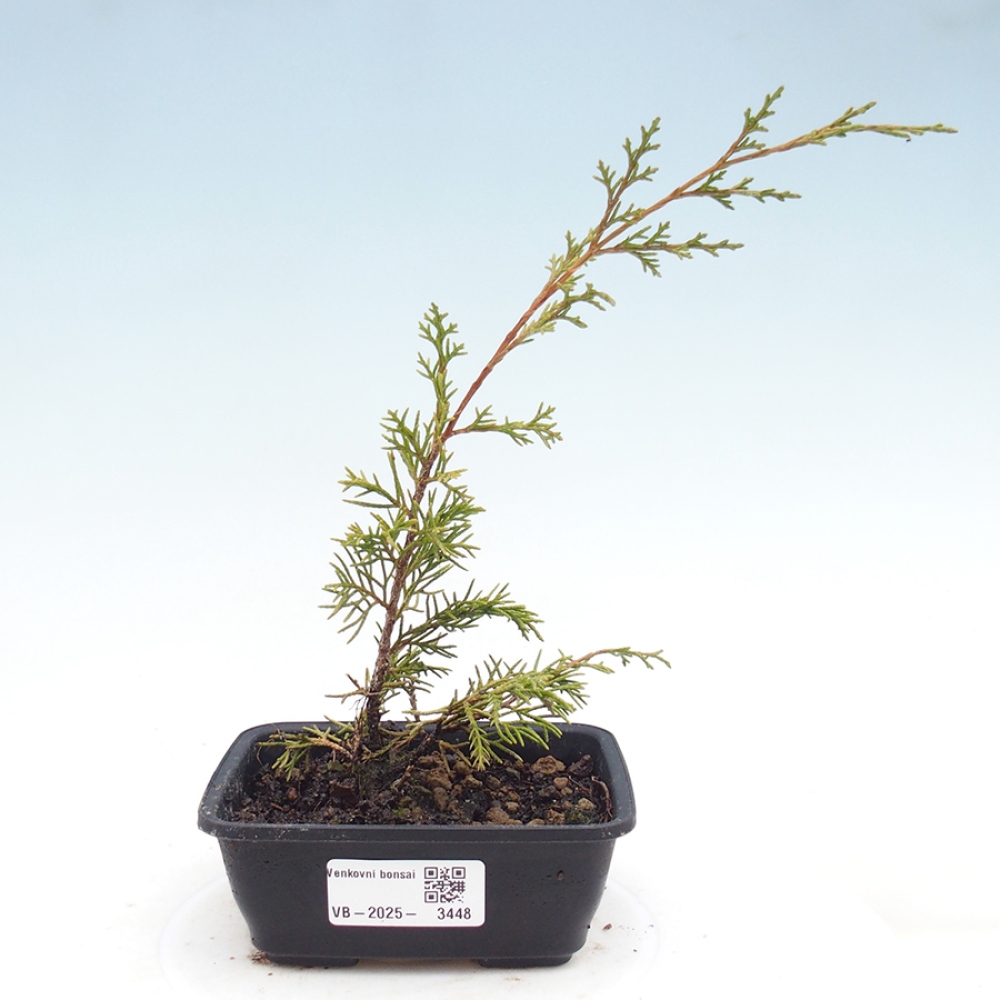 Kültéri bonsai - Juniperus chinensis Itoigawa