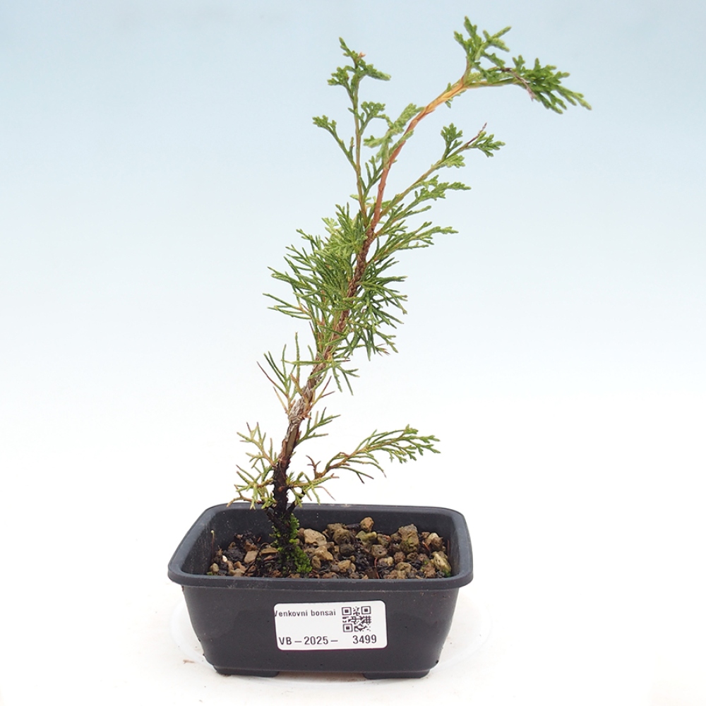 Kültéri bonsai - Juniperus chinensis Itoigawa