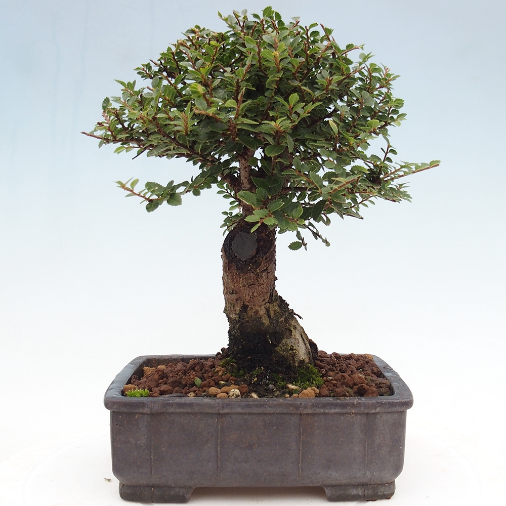 Kültéri bonsai - Ulmus parvifolia Hokkaido - Kínai szil - Ulmus parvifolia Hokkaido