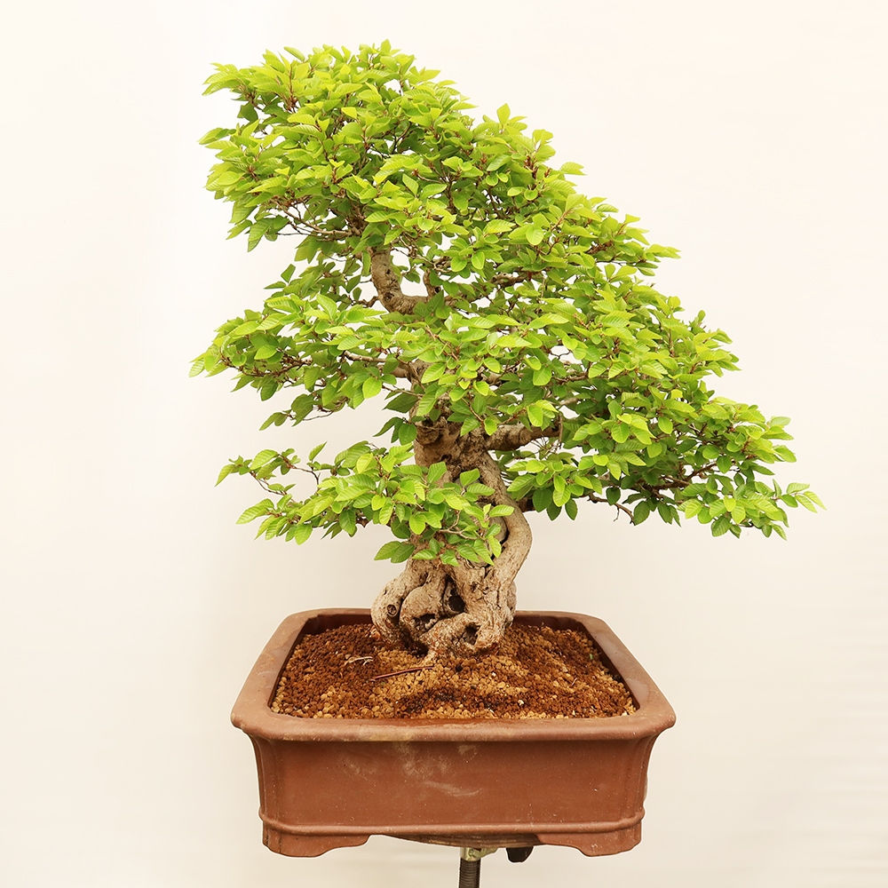 Kültéri bonsai -Carpinus Coreana - Koreai gyertyánfa