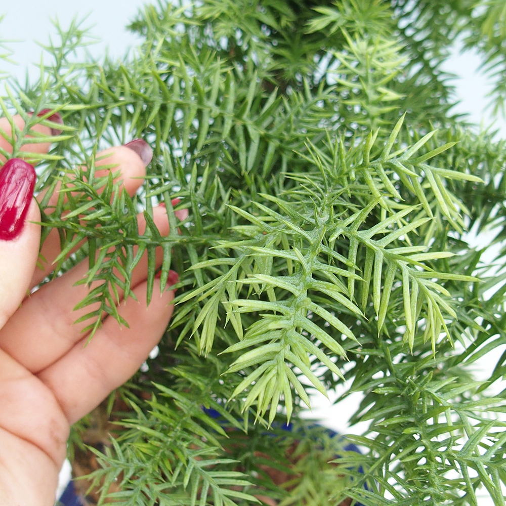 Szobai bonsai - Araucaria - szobai lucfenyő