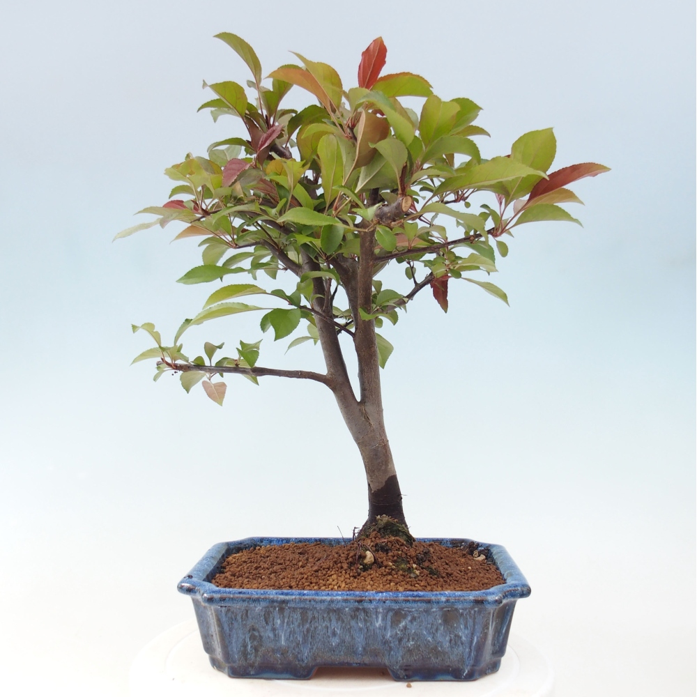 Kültéri bonsai -Malus domestica - Kis gyümölcsű piros levelű almafa