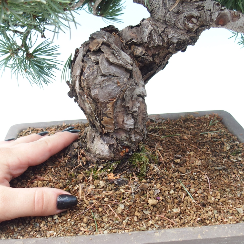 Kültéri bonsai - Pinus parviflora - Pinus parviflora