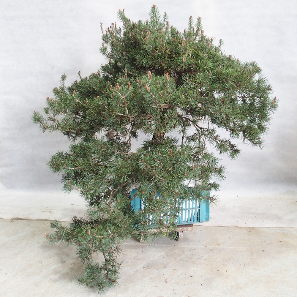 Yamadori - Pinus sylvestris