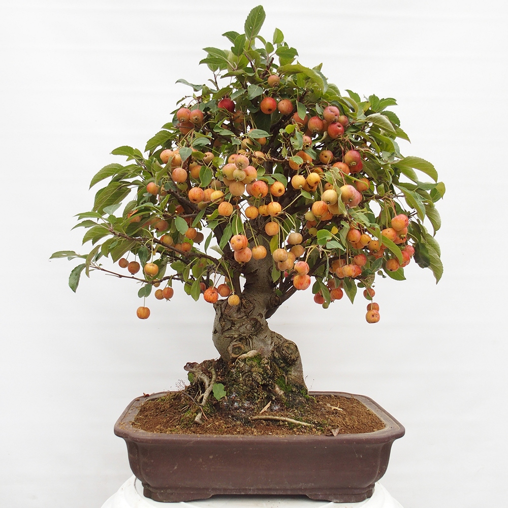 Kültéri bonsai -Malus halliana - Kis gyümölcsű almafa