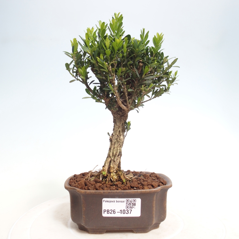 Szobai bonsai - Buxus harlandii - parafa buxus