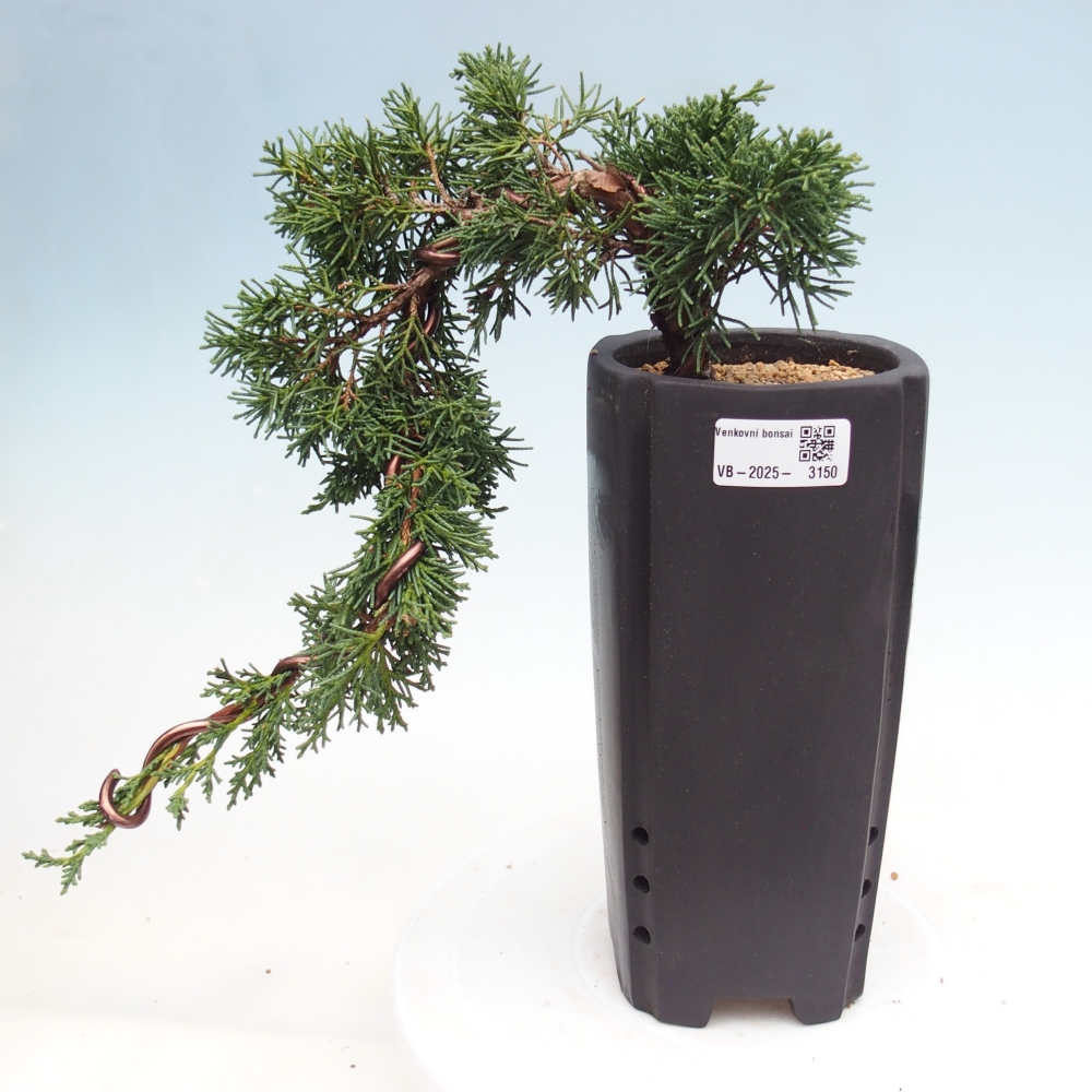 Kültéri bonsai - Juniperus chinensis Kishu