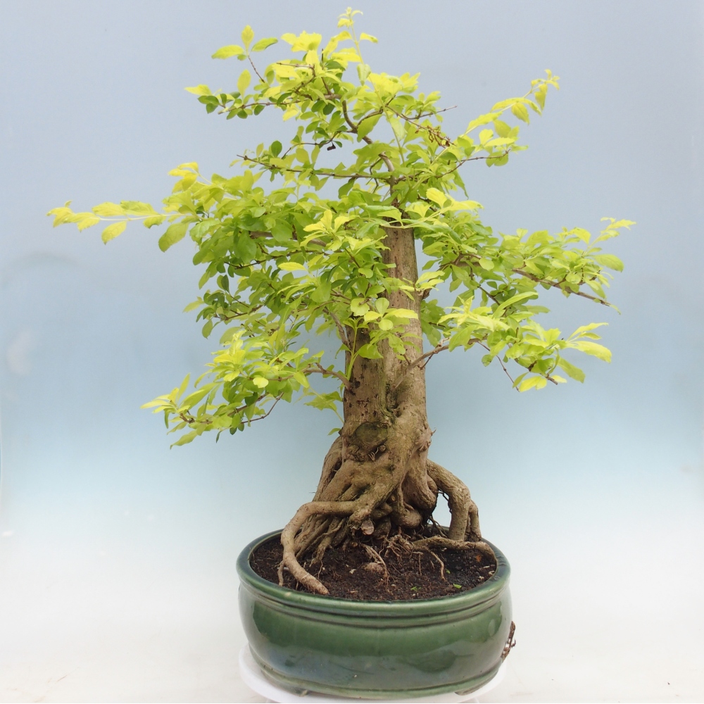 Szobai bonsai - Duranta erecta Aurea - CSAK SZEMÉLYES Begyűjtés vagy raklapos szállítás