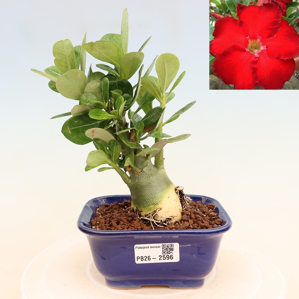 Szobabonsai – Adenium obesum Red Star – Sivatagi rózsa