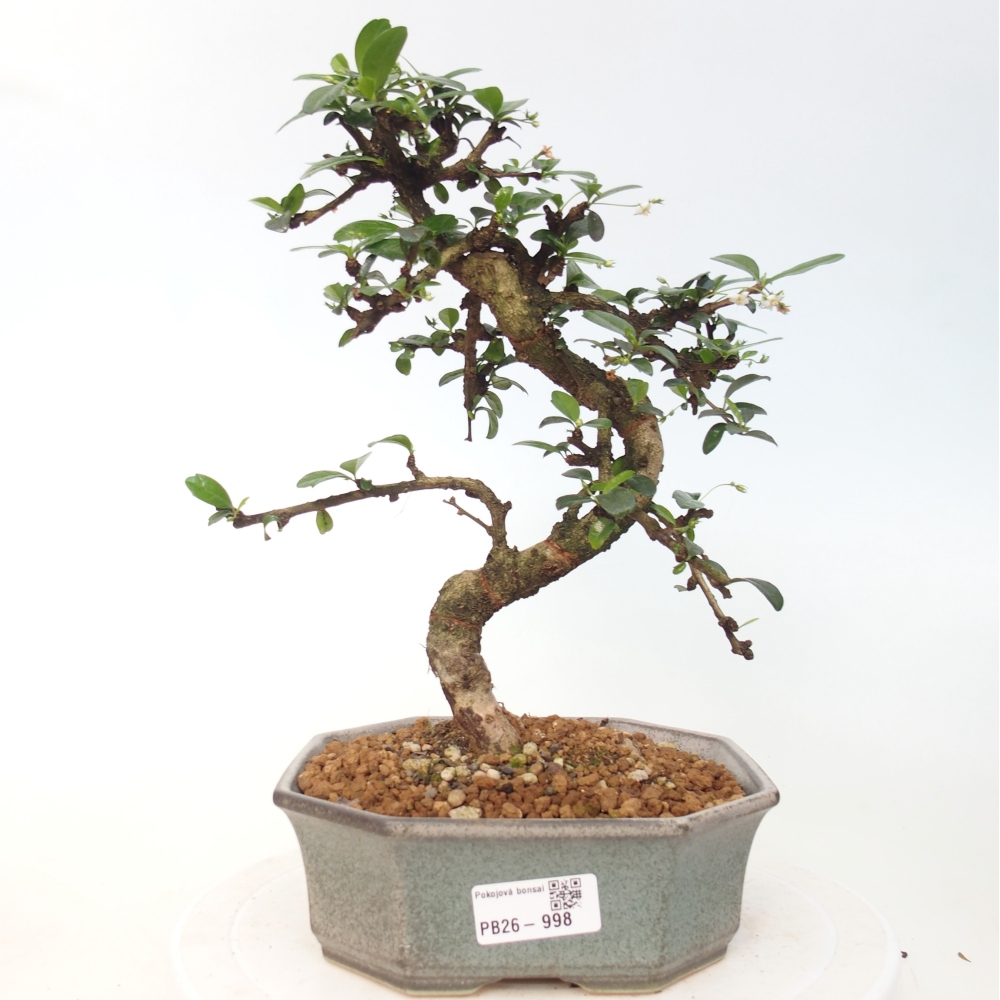 Szobai bonsai - Carmona macrophylla - Tea fuki