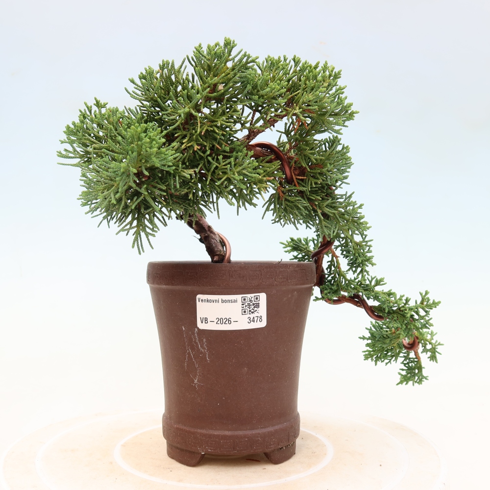 Kültéri bonsai - Juniperus chinensis Kishu