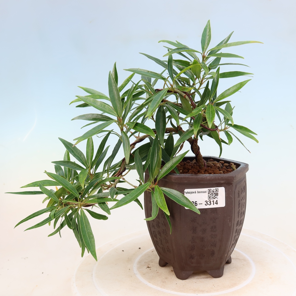 Szobai bonsai - Ficus nerifolia - kislevelű fikusz