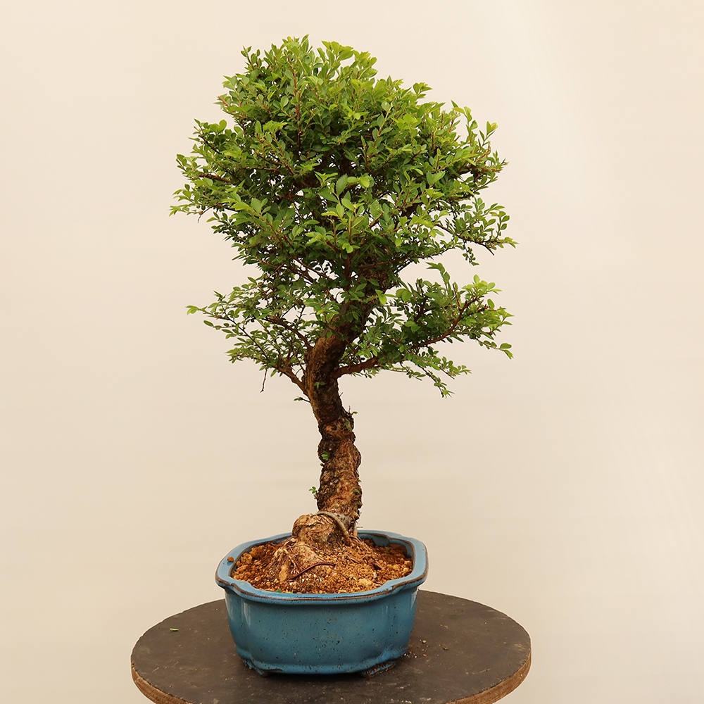 Kültéri bonsai - Zelkova - Zelkova NIRE