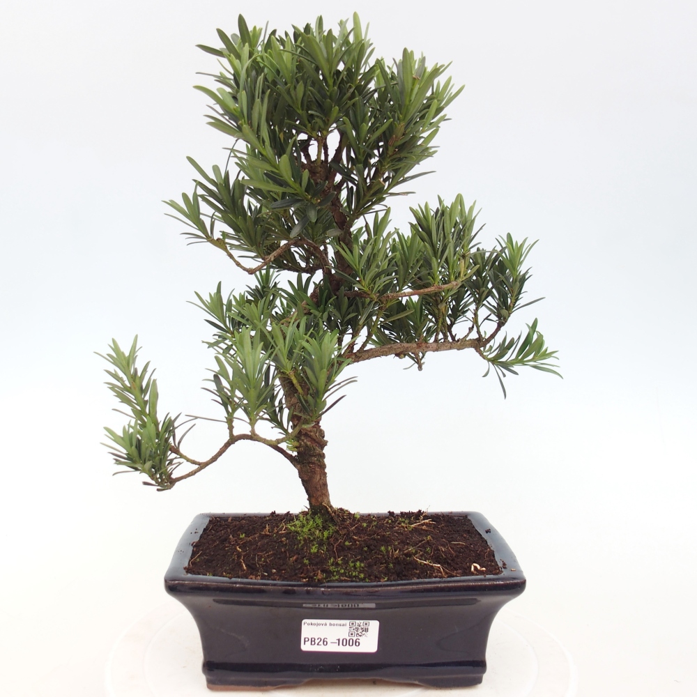 Szobai bonsai - Podocarpus - Kőtiszafa