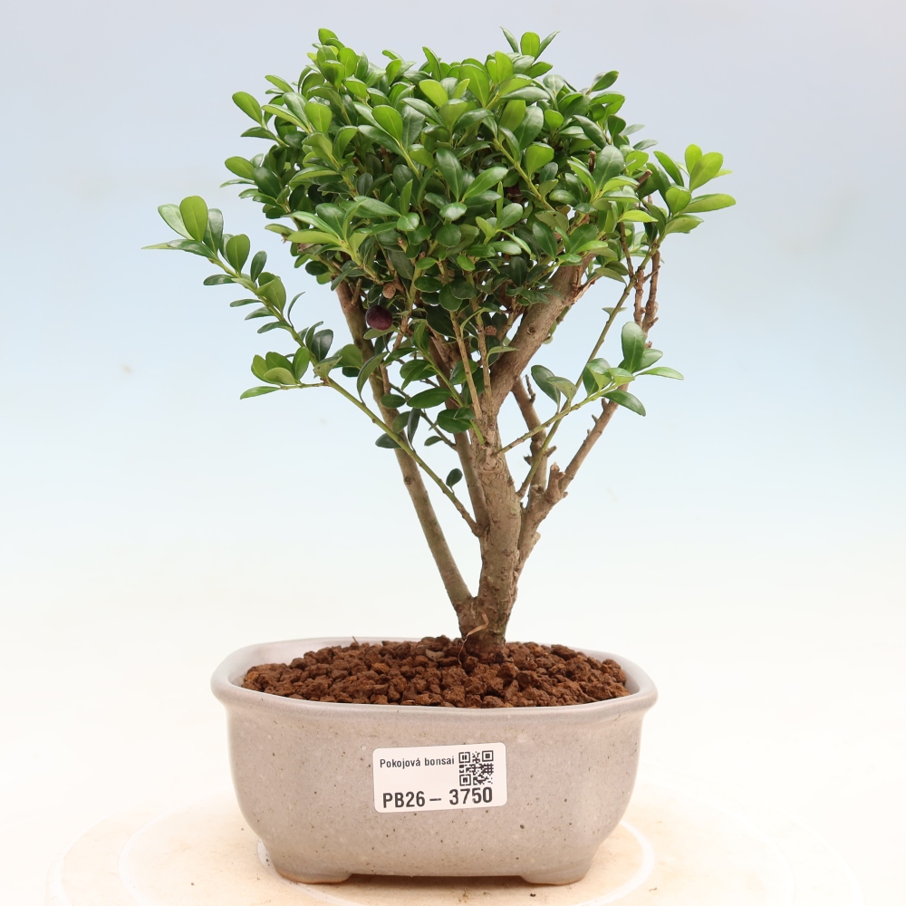 Szobai bonsai - Ilex crenata - Holly