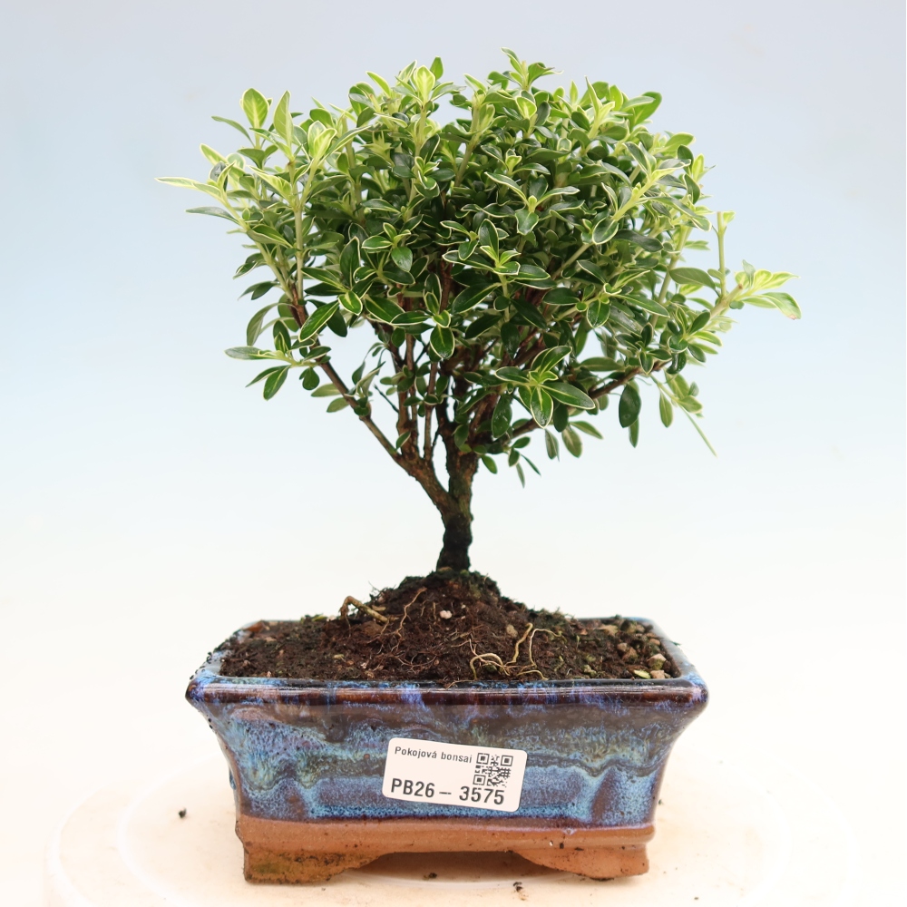 Szobai bonsai - Serissa foetida Variegata - Az ezer csillag fája