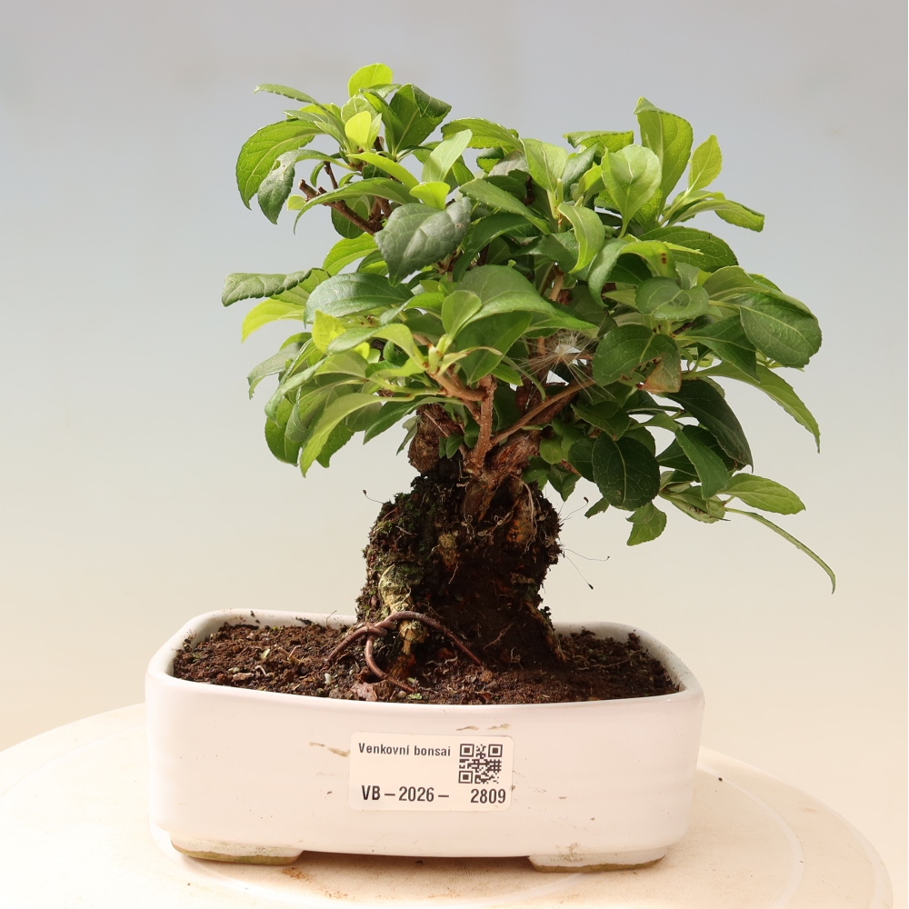 Kültéri bonsai - Celastrus orbiculatus