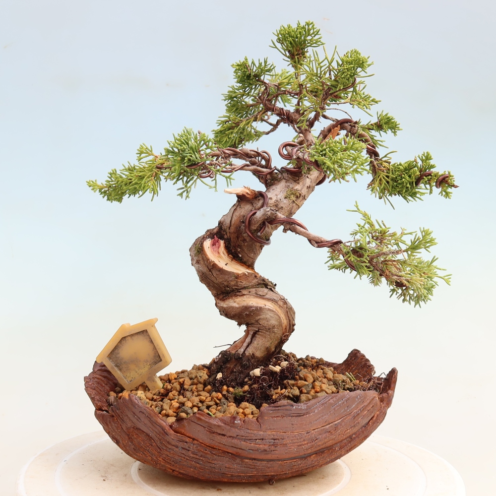 Kültéri bonsai - Juniperus chinensis Itoigawa-Juniperus chinensis