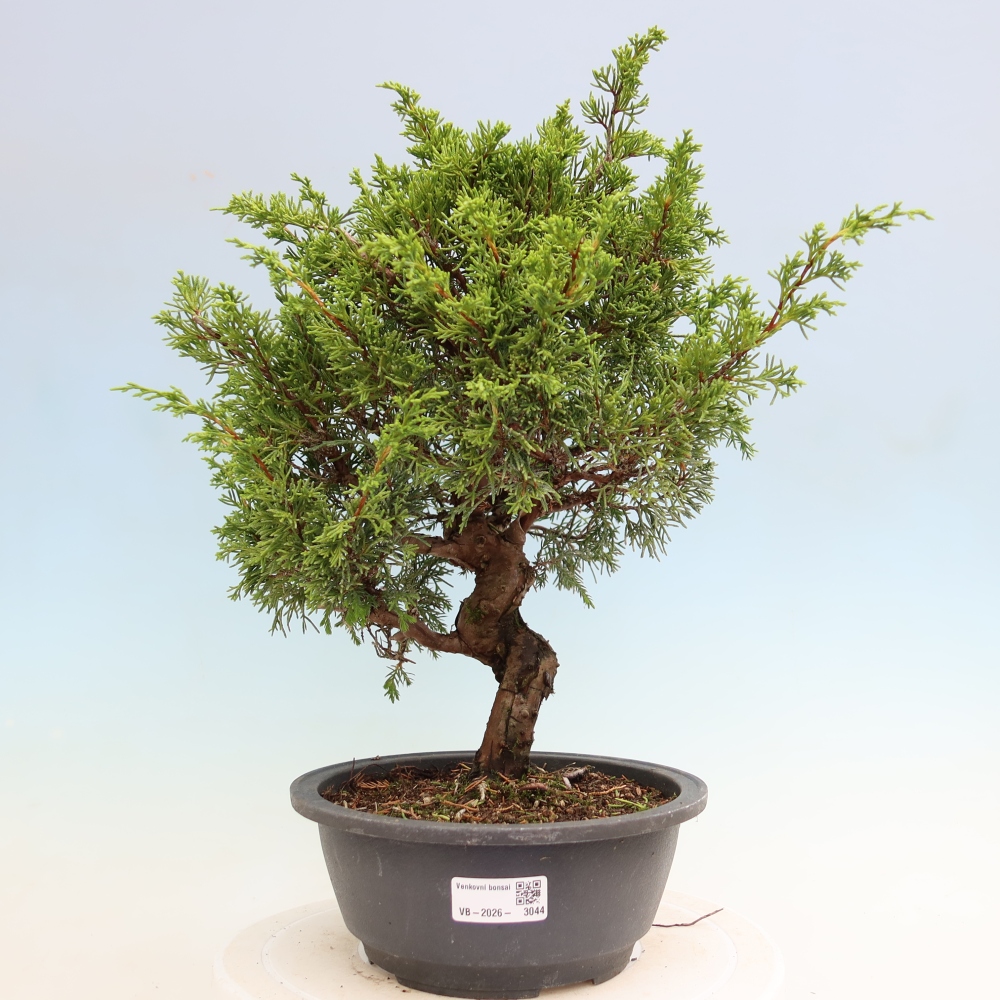 Kültéri bonsai - Juniperus chinensis Itoigawa-Juniperus chinensis