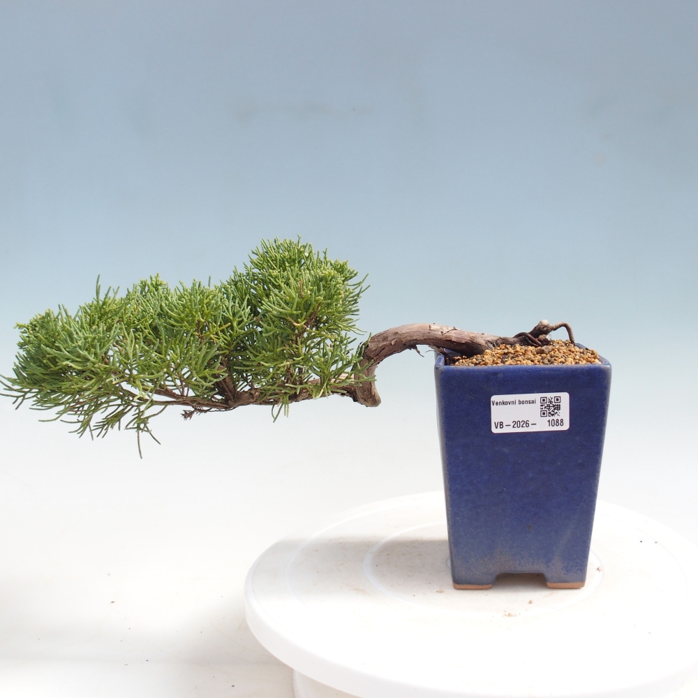 Kültéri bonsai - Juniperus chinensis Kishu